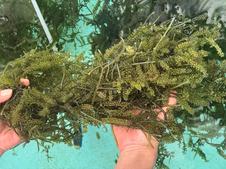 新鮮采收的海葡萄