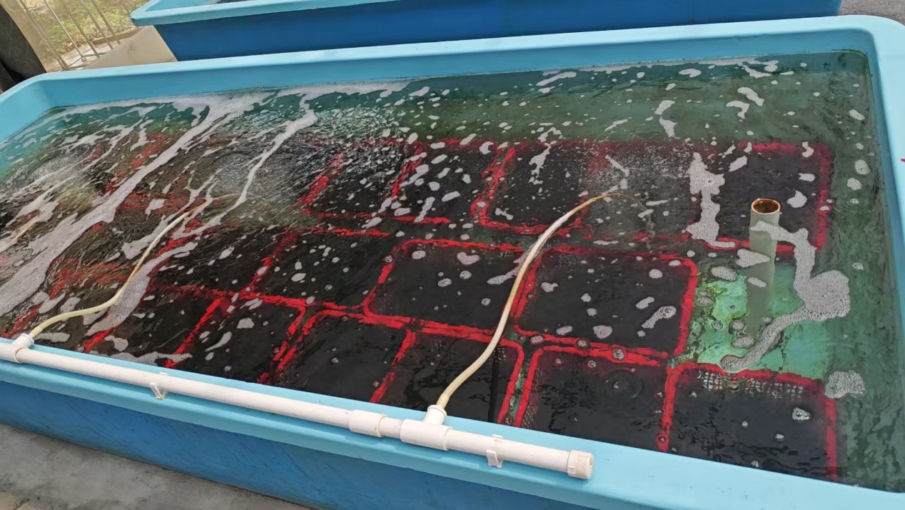 室內海葡萄專用養殖缸