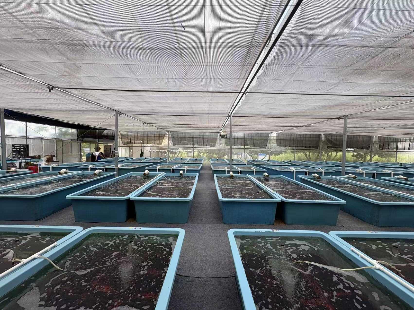 Sea grape farm