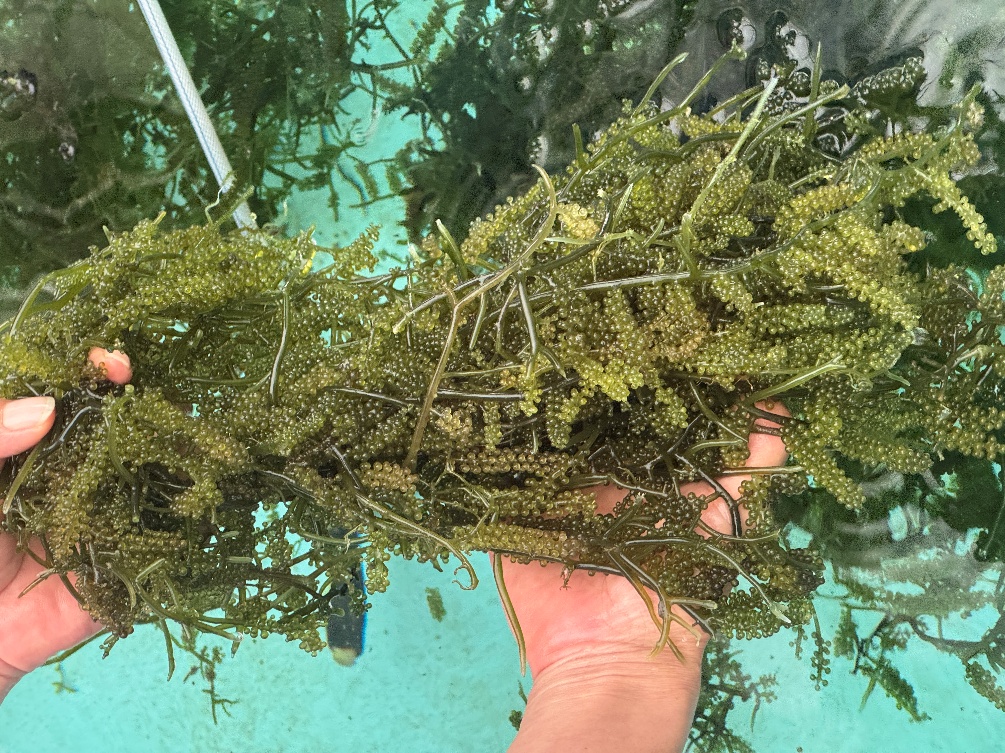 Fresh sea grapes